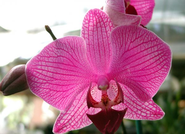 Nosso tema do Mês - ORQUÍDEAS Uma bela inpiração